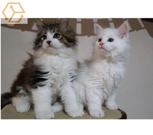 Adoption Animaux Don De Deux Adorables Chatons Maine Coon Femelle Et Un Male Bourgogne Nievre 58 Full Annonces